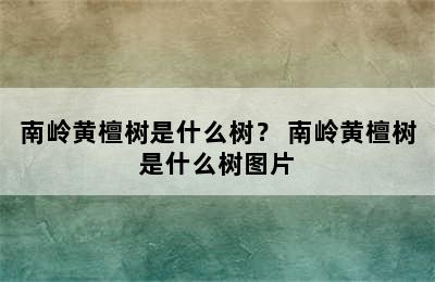 南岭黄檀树是什么树？ 南岭黄檀树是什么树图片